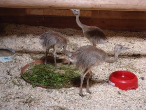 Baby ostriches at Salzburg Zoo