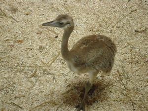 Baby ostrich at Salzburg Zoo