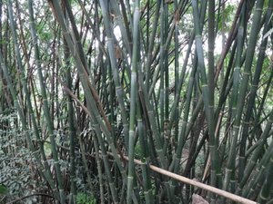 huge bamboo everywhere