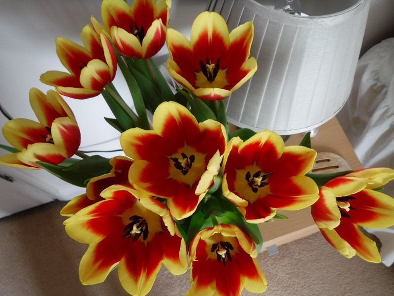 welcome tulips