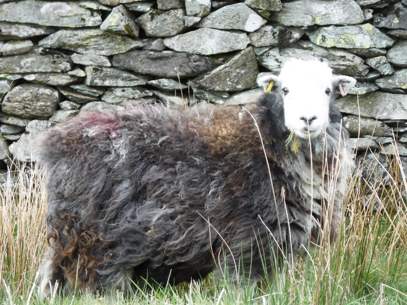 herdwick sheep