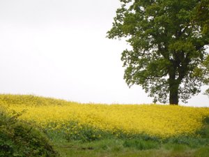 fields of yellow rape