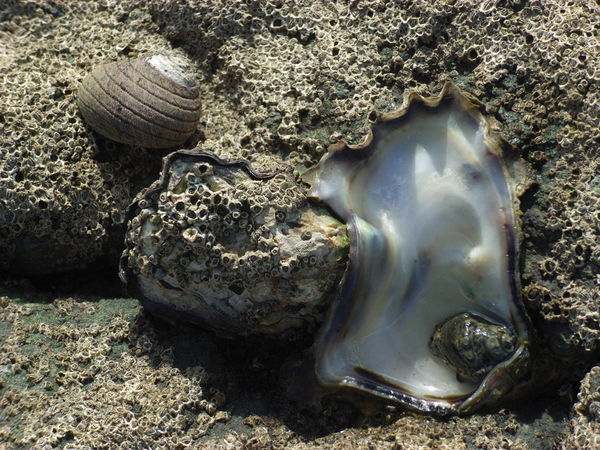 Shimmering shell