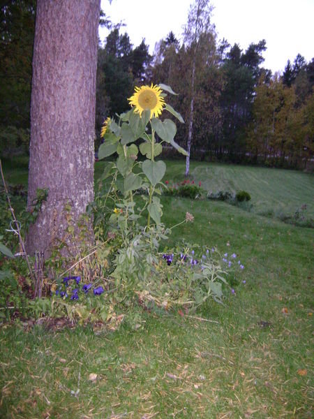 Sunflower