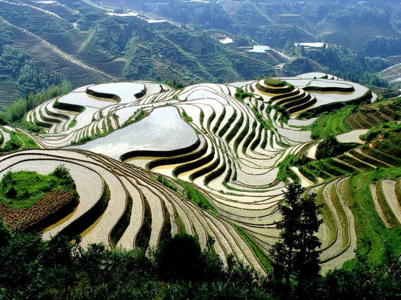 Longji Terraced Field in Guilin