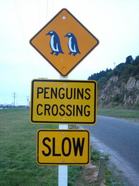 In search of the penguins