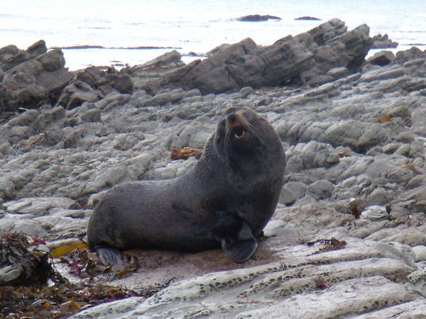 chubby angry seal