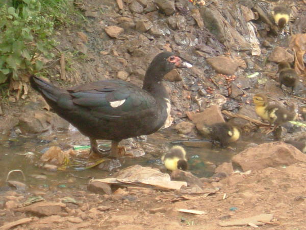 The Kibera Ducklings