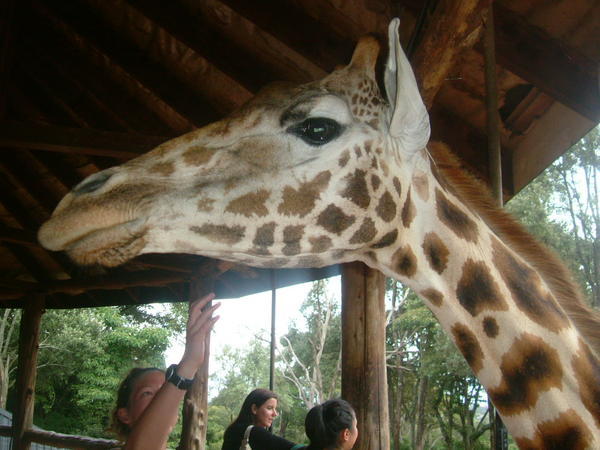 In Love with the Giraffes