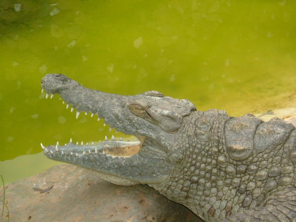 Crocs don't have tongues!