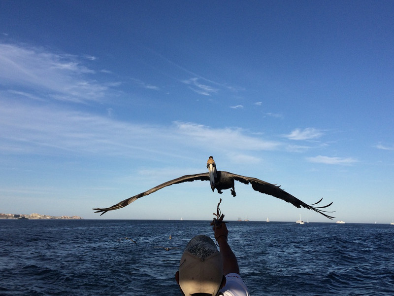 Pelican cruising with us for some free fish bits, Cabo san Lucas, Mexico