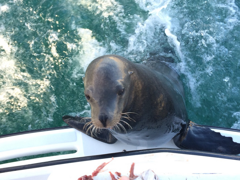 same same for this sea lion, Cabo san Lucas, Mexico