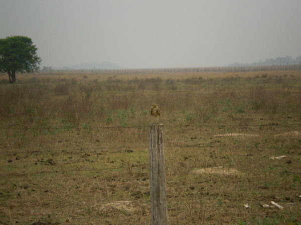 P: lonely owl