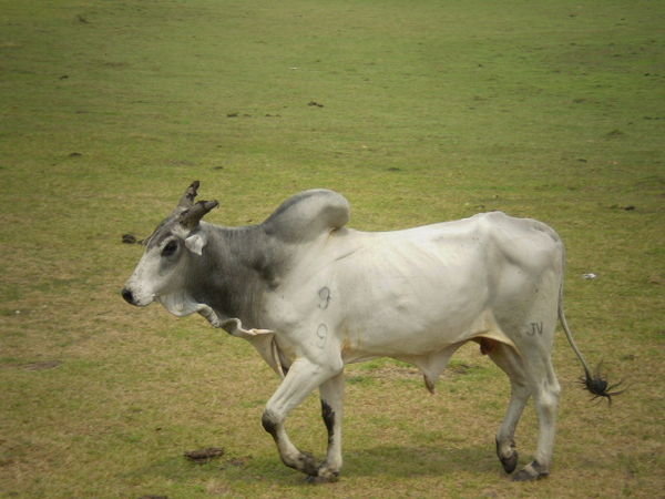 P: male cow, strange curious animals w/ big back lump