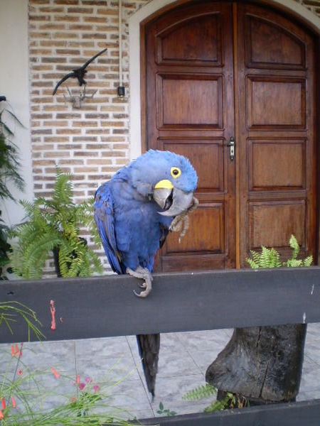 P: the house parrot telling a secret (..-> he likes biting toes..)