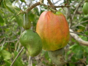 P: how the cashew nut grows