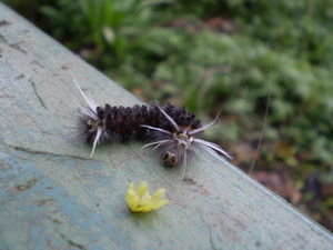 Foz: gorgeous soft caterpillar