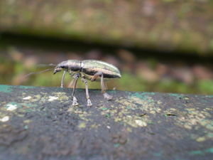 Foz: running insect (running part doesn´t show in picture..)
