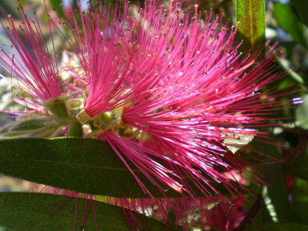 Ba: trees w/ pink flowers