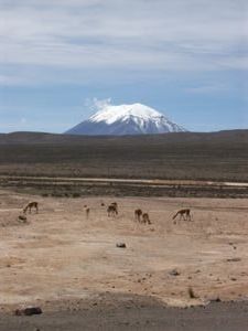 Arequipa, vicuñas in front of volcano Misti 