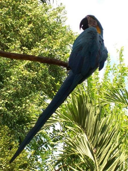 T, the house Macaw