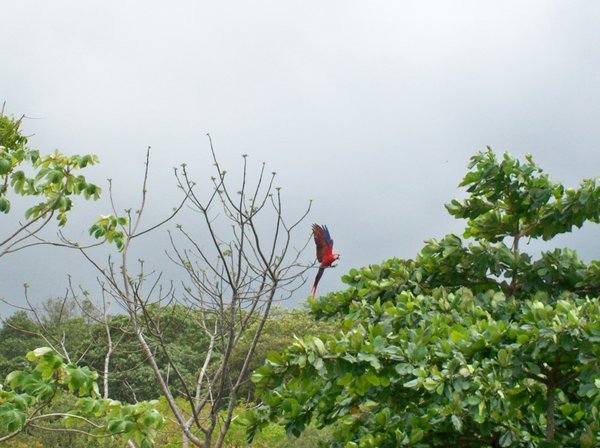 Loud red macaw
