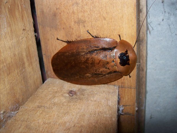 Big ass cucaracha