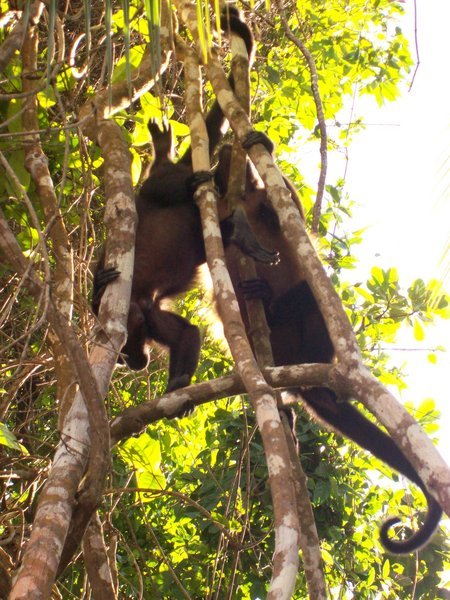 More howler monkeys (nat. park Cahuita)