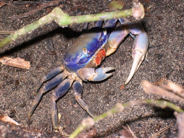 Crab! (nat. park Cahuita)