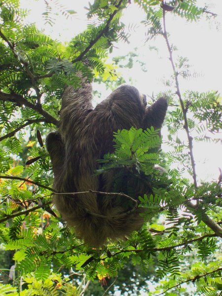 three toe sloth (Rescue Center El Jaguar-Pto viejo)