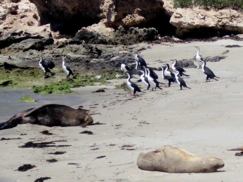 Lazy seals with their cormorant friends