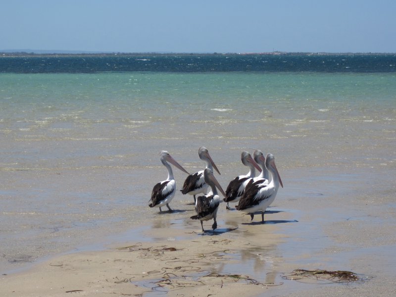 Los pelicanos (huge!)