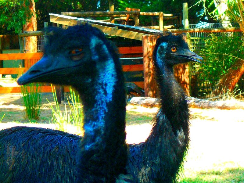 hmmm I'll keep an eye on you(Emu)