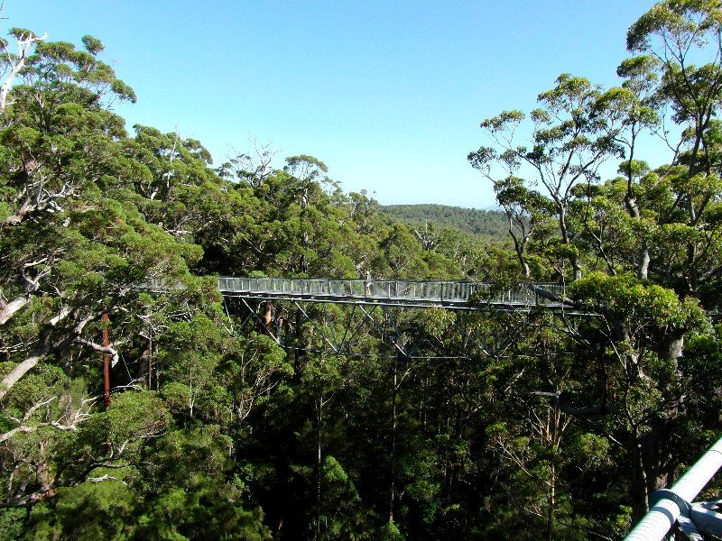 Slightly disappointing treetop walk