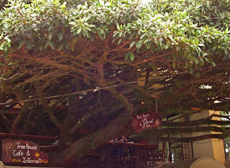 great tree bar, monte verde