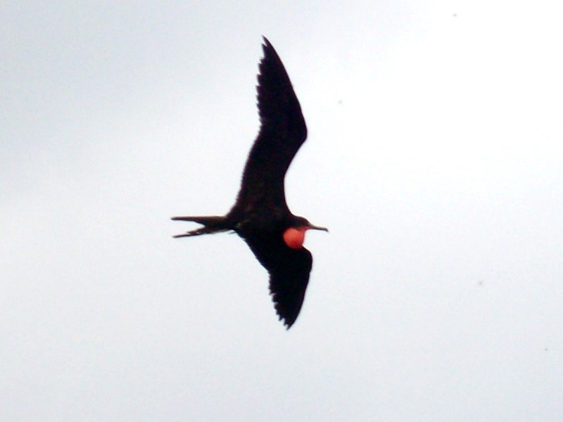 Islas del Rosario, frigate bird