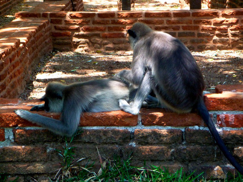 Friendship- Polonnaruwa