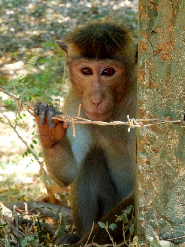 Toque macaque- Polonnaruwa
