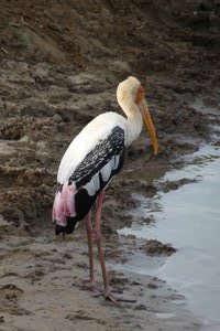 Stork- Uda Walawe