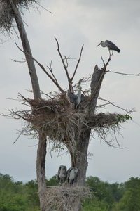 Nesting herons! - Uda Walawe