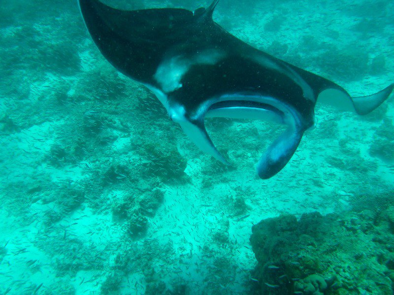 Snorkel buddy - Maafushi