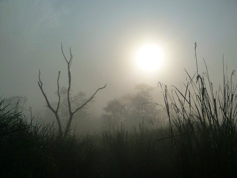 Early morning jungle trek -Chitwan