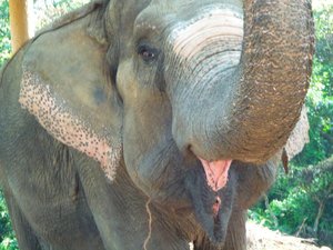 Elephant snack, want.it. want.it! - Chitwan