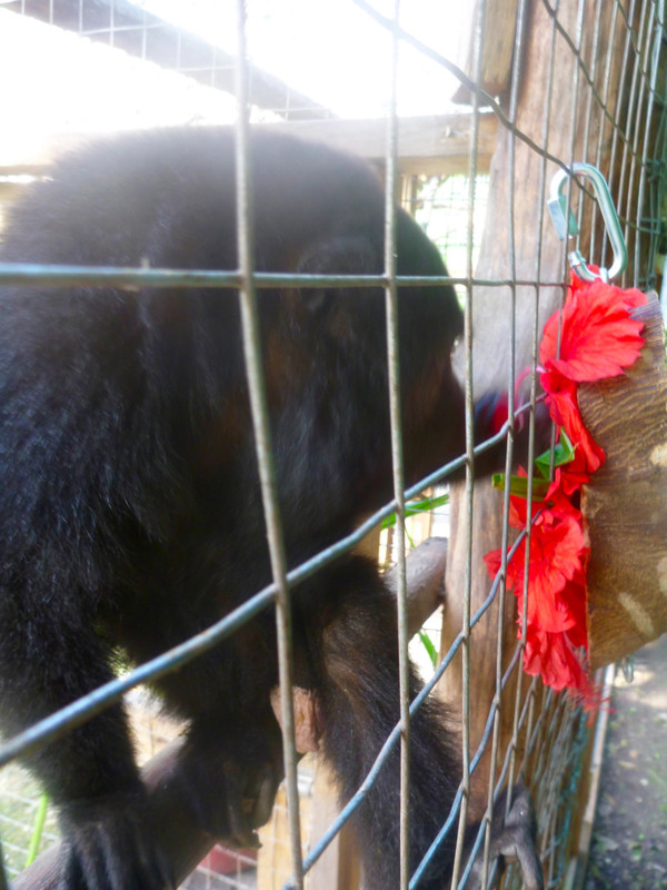 Pachuco- lovesss his hibiscus flower treats!