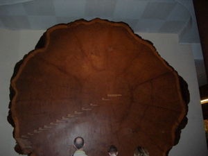 the biggest tree trunk in the world, pretty much.