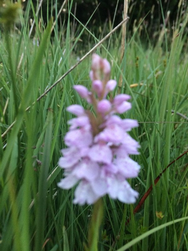 bog orchid