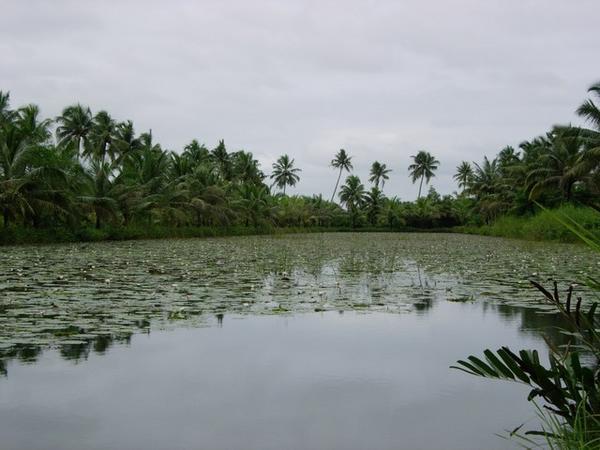 Keralan Backwaters