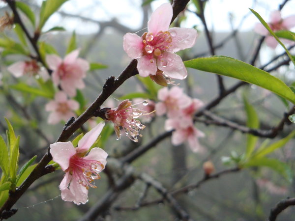Sapa - Peach Blossom