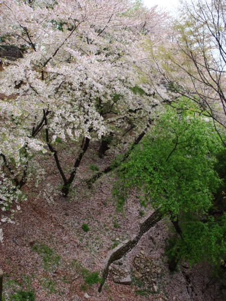 More Sakura Blooms 