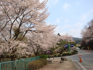 Sakura